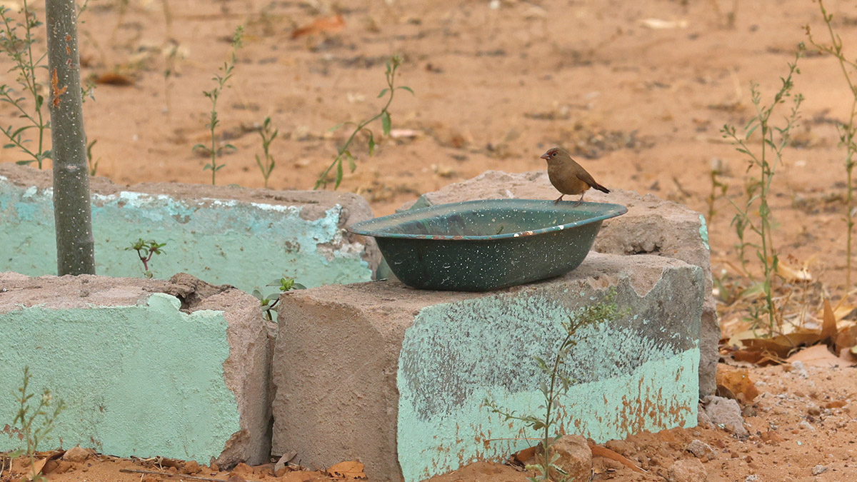 Red-billed Firefinch Female